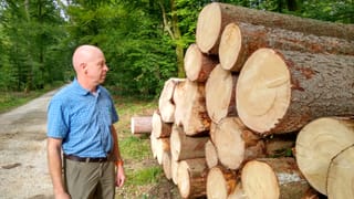 Mann in blauem Shirt blickt auf gefällte Baumstämme. Mann in blauem Shirt blickt auf gefällte Baumstämme.