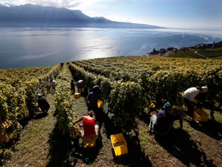 Weinberge mit See im Hintergrund bei sonnigem Wetter. Winzer sind fleissig am Lesen der Trauben. Weinberge mit See im Hintergrund bei sonnigem Wetter. Winzer sind fleissig am Lesen der Trauben.