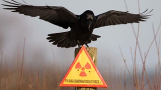 Rabe in Tschernobyl