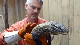 Ein Zoowärter hält eine grosse Echse auf der Hand. Ein Zoowärter hält eine grosse Echse auf der Hand.
