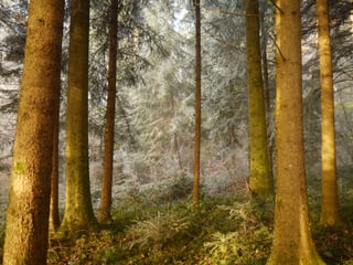 Bäume im silbernen Grau von Reif.