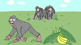 Zwei Affen sitzen auf einem Stein. Ein anderer Affe hat einen Strauch Bananen unter Blättern versteckt.