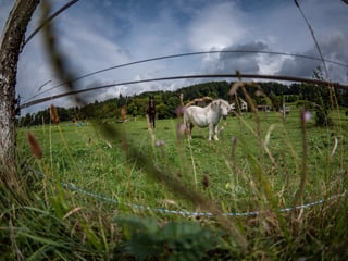 Pferde auf Wiese Pferde auf Wiese