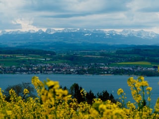 Föhnwolken über den Alpen, im Vordergrund Blumen, dann der See, dahinter die Berner Alpen.