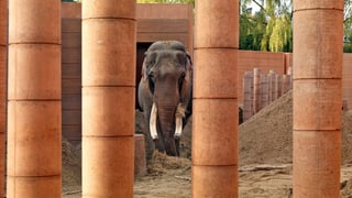 Ein Elefant hinter ockerfarbenen Säulen.