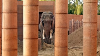 Ein Elefant hinter ockerfarbenen Säulen. Ein Elefant hinter ockerfarbenen Säulen.