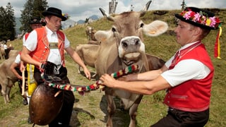 Zwei Sennen entfernen einer Kuh die Glocke.