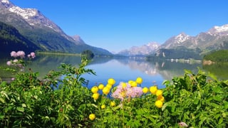 Wolkenloser Silsersee im Engadin. Wolkenloser Silsersee im Engadin.