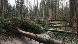 Umgestürzte Bäume in Hünenberg/ZG. Umgestürzte Bäume in Hünenberg/ZG.
