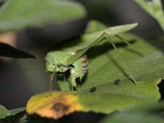 Sicherlschrecke auf einem grünen Blatt