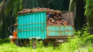 Lastwagen mit geernteten Palmoel- Nüssen
