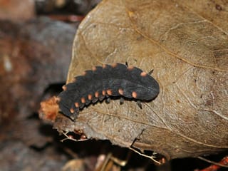 Schwarze Larve eines grossen Leuchtkäfers auf einem Blatt
