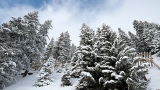 Wald im Schnee.