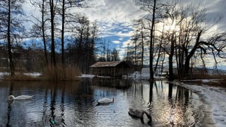 Holzhaus im Wasser, Schwäne davor. Holzhaus im Wasser, Schwäne davor.