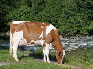 Eine hornlose Kuh Rasse Red Holstein