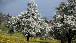 Ein blühender Birnbaum auf einer Wiese.