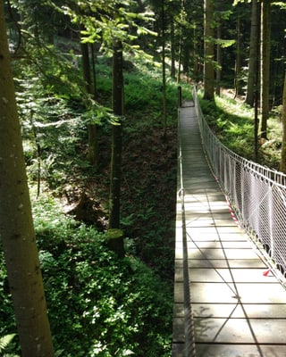 Die Hängebrücke im Wald. 