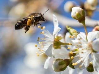 Eine Biene saugt Nektar an einer Blüte.