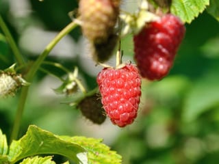 Himbeeren