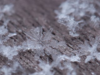Rinde eines Baums, darauf die Nahaufnahme von Schneeflocken. 
