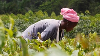 Eine Frau mit einem rosaroten Tuch auf dem Kopf bückt sich in einer Kakao-Plantage.