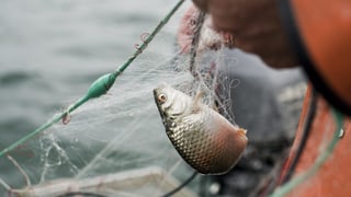 Den Berufsfischern auf dem Bodensee sind auch im letzten Jahr sehr wenig Fische ins Netz gegangen.