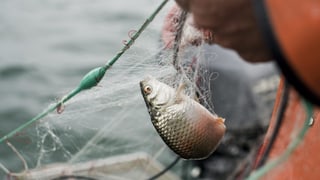Den Berufsfischern auf dem Bodensee sind auch im letzten Jahr sehr wenig Fische ins Netz gegangen. Den Berufsfischern auf dem Bodensee sind auch im letzten Jahr sehr wenig Fische ins Netz gegangen.