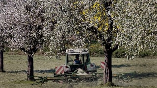 Hochstammbäume in Blüte.
