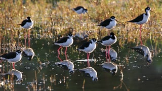 Stelzenläufer am Wasser