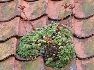 Dach-Hauswurz (Sempervivum tectorum)