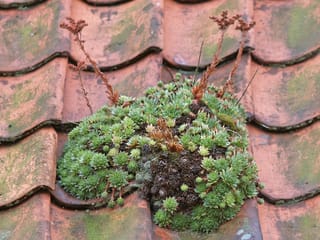 Dach-Hauswurz (Sempervivum tectorum) Dach-Hauswurz (Sempervivum tectorum)