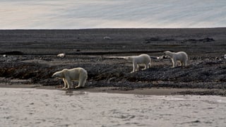 3 Eisbären am Meeresufer in Spitzbergen.