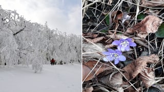 Kälte und Schnee im vergangenen Jahr, erste Blüten in diesem Jahr.