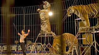 Mehrere Tiger in der Manege Mehrere Tiger in der Manege