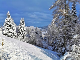 Landschaft mit schneebedeckten Tannen.