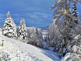 Landschaft mit schneebedeckten Tannen.