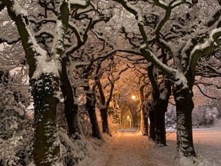 Verschneite Bäume in der Nacht mit Lichtern