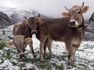 Drei Kühe stehen auf einer verschneiten Alpweide.