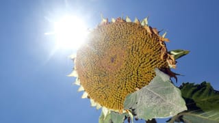 Sonneblume Sonneblume