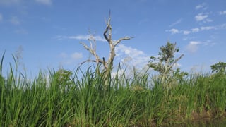 Toter Baum am Mississippiufer.