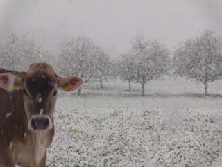 Eine Kuh steht im Schneefall. Die Wiese im Hintergrund ist bereits angezuckert.