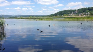 Enten auf einem See