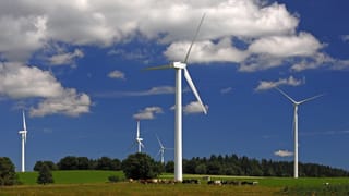 Windräder in der Landschaft, Kühe weiden.