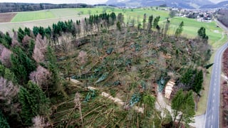Wald mit vielen umgenickten Bäumen. Wald mit vielen umgenickten Bäumen.