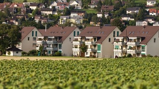 Blick über ein Sonnenblumenfeld auf die Gemeinde Bassersdorf.