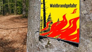 Hier sieht man vor lauter Baum den Wald nicht mehr. Am Baum hängt ein gelbes Schild mit der roten Aufschrift Waldbrandgefahr.