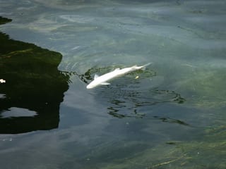 Ein toter Fisch treibt im Rhein.