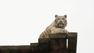 Weisser Tiger auf Holzbalken Weisser Tiger auf Holzbalken