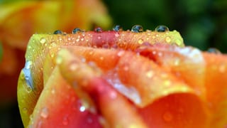 Eine Tulpe mit Regentropfen.