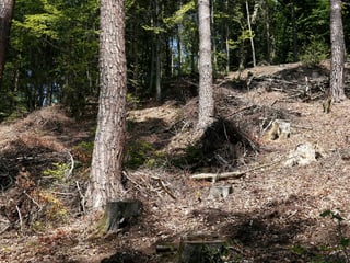Bäume und kahle Stellen mit Baumstümpfen in einem Wald. 